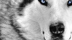 wolf Animals blue eyes digital art selective coloring Mammals