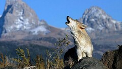 wolf Animals nature Mammals howling
