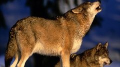 Wolf howling kaukiantis vilkas