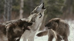 Wolves animal world