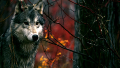 Wolves Animals branches