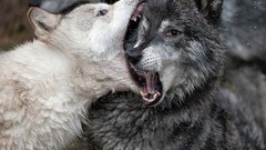 Wolves bite Fighting funny national geographic