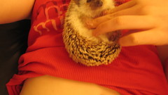 Woman Animals stomach hedgehogs