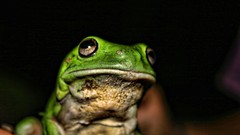 Woman Frogs amphibians bullfrogs