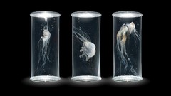 Woman Science baby Evolution