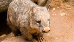 Wombat