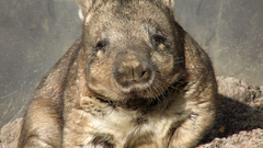 Wombat funny cute animal