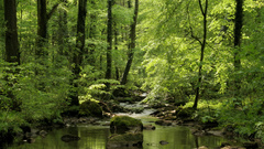 Wood forests streams