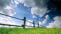 Wood Grassland flower nature