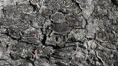 Wood high continued stockphoto hrt Resolution