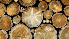 Wood logs