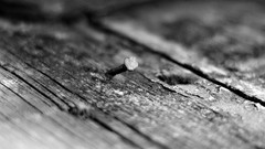 Wood nails (fastener)