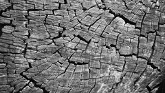 Wood scratches monochrome cracks