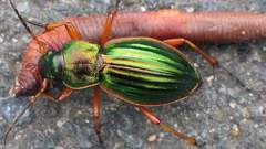 Worms insects Beetles