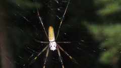 WV and videos spider