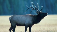 Wyoming elk Bull national park yellowstone