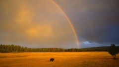 Wyoming national park yellowstone bison