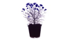 X-ray x-ray potograpy