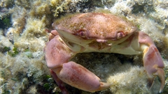 Xanthid crab Aquarium and