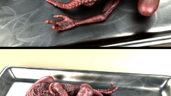 Xenomorph Aliens movie
