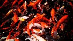 Xinjiang Province Snow