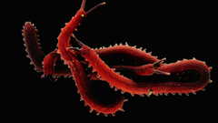 Xl velvet worms mazzatenta