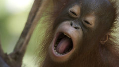 Yawning scary unrelated high