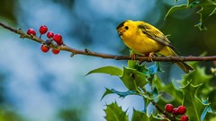 Yellow Animals Birds sparrow Warblers