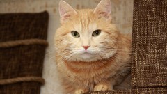 Yellow Animals cats couch green eyes whiskers