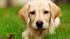 Yellow Animals eyes Dogs labrador retriever