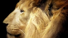 Yellow Animals king Majestic Lions