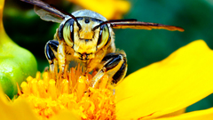 Yellow bees blooms insects