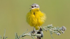 Yellow Birds Animals Wagtails