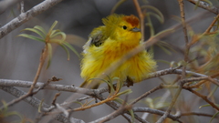 Yellow Birds fluffy branches