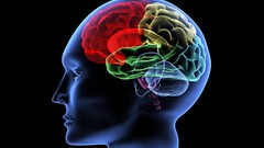 Yellow blue red Science head brain human body