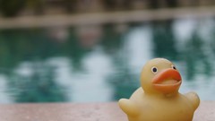 Yellow Ducks rubber ducks toys (children) swimming pools