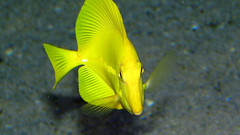 Yellow fish