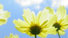 yellow flowers Flowers colorful Plants 2012 (Year)