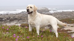 Yellow ice Plants California labrador retriever