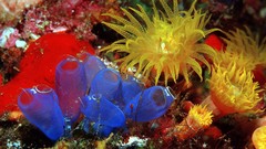 Yellow Indonesia caves coral Blue Sea