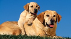 Yellow Labradors