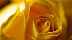Yellow Rose