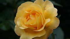 Yellow Rose Froggett England