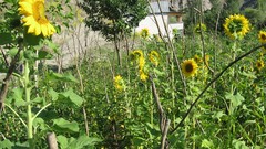 Yellow Sunflowers Garden farm erzurum