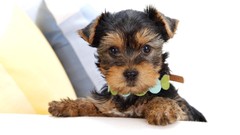 Yorkshire terrier