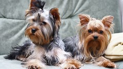 Yorkshire terrier Animals Dogs