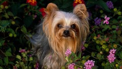 Yorkshire terrier Animals Dogs