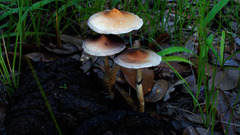 You ) With fujiflame