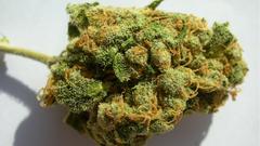 Your photos best Jack post Cannabis mary Jane