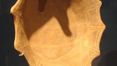 Zapotec bat bowl high